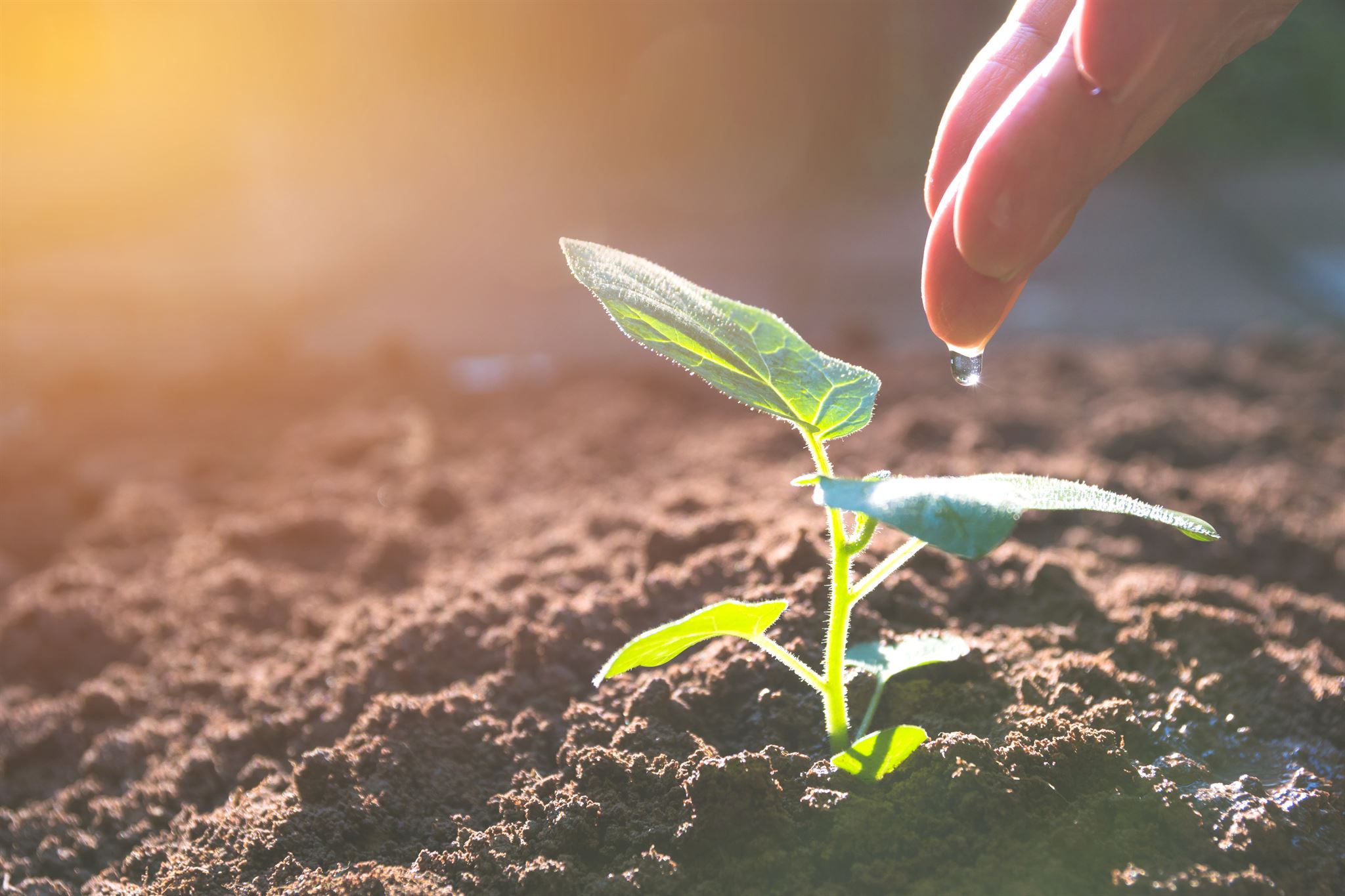 Cropped-hand-watering-the-plant